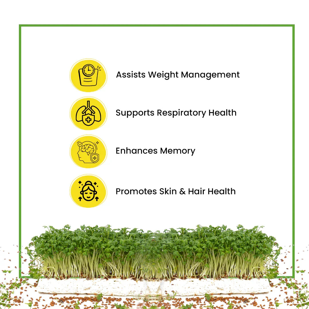 health benefits of garden cress seeds Buy Organic Garden Cress Seeds | Rich in Iron & Nutrients